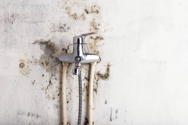 Professional Mold Remediation in Sandy Valley, NV