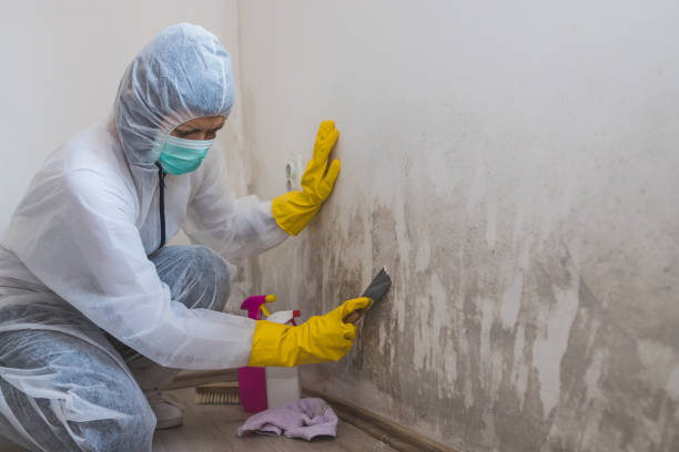 Best Commercial Mold Remediation in Sandy Valley, NV